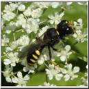 Ectemnius lapidarius - Grabwespe w01.jpg